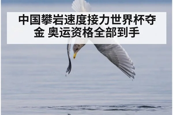 中国攀岩速度接力世界杯夺金 奥运资格全部到手